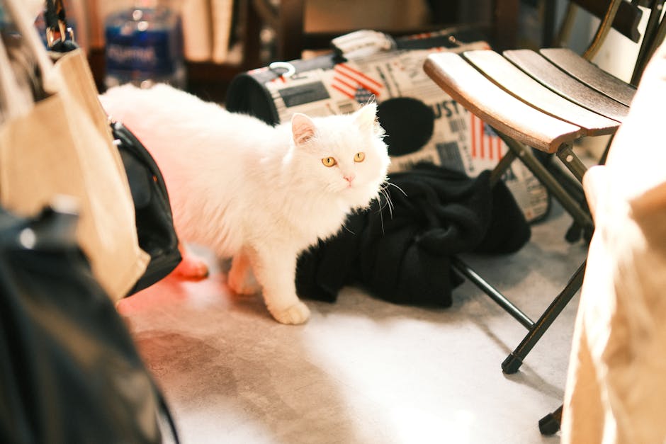 Cat lover